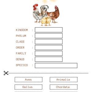Poultry Classification Worksheet Chicken Nature Unit Study: Homeschool Printable (215 Pages) (instant ...