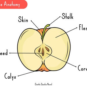 Mini-Wissenschaft: Apple Anatomy | Anatomische Karte, Obst Anatomisch, Homeschooling, Montessori, Charlotte Mason