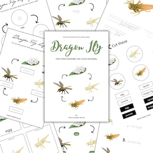 May include: Educational printable featuring a dragonfly life cycle diagram. The central image shows a circular diagram with stages from egg to juvenile. Includes cut-out activities and text: "Dragon Fly For Your Figurine Life Cycle Material."
