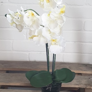May include: A white orchid plant with green leaves in a black pot. The orchid has multiple white flowers with yellow centres.