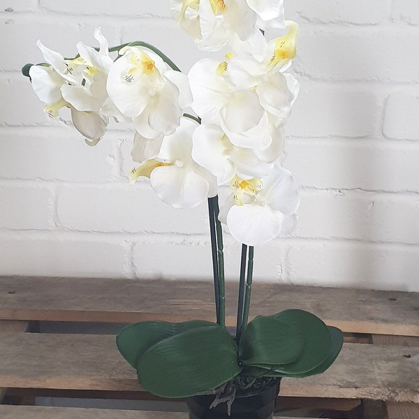 Double Stem Moth Orchid Arrangement en crème rose ou magenta en pot en plastique Affichage artificiel d’orchidée Choisissez votre couleur