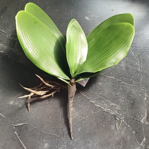 Artificial Phalaenopsis Leaf Butterfly Orchid Leaves Green Real Touch Decoration with Root for creating Faux Orchid Displays