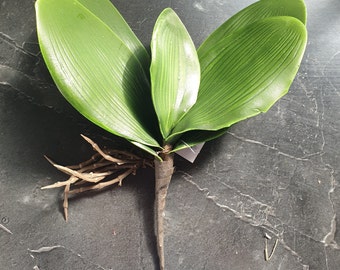 Artificial Phalaenopsis Leaf Butterfly Orchid Leaves Green Real Touch Decoration with Root for creating Faux Orchid Displays- *IMPERFECT*
