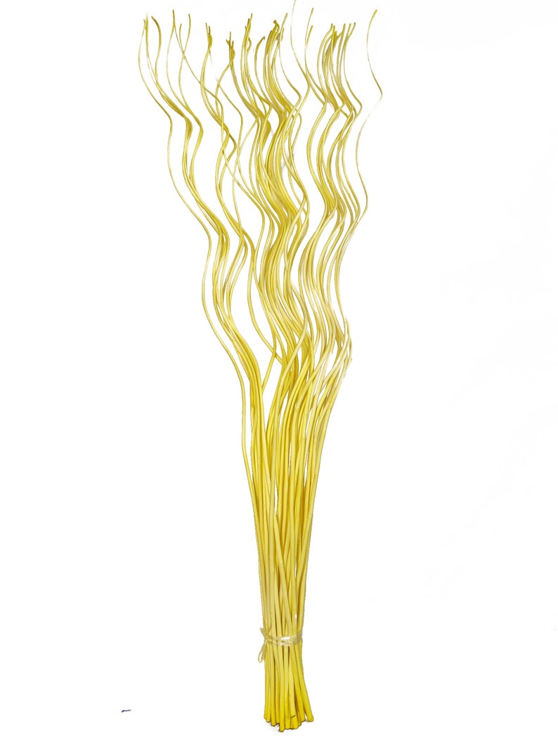 May include: A bunch of yellow curly willow branches, tied together at the bottom.