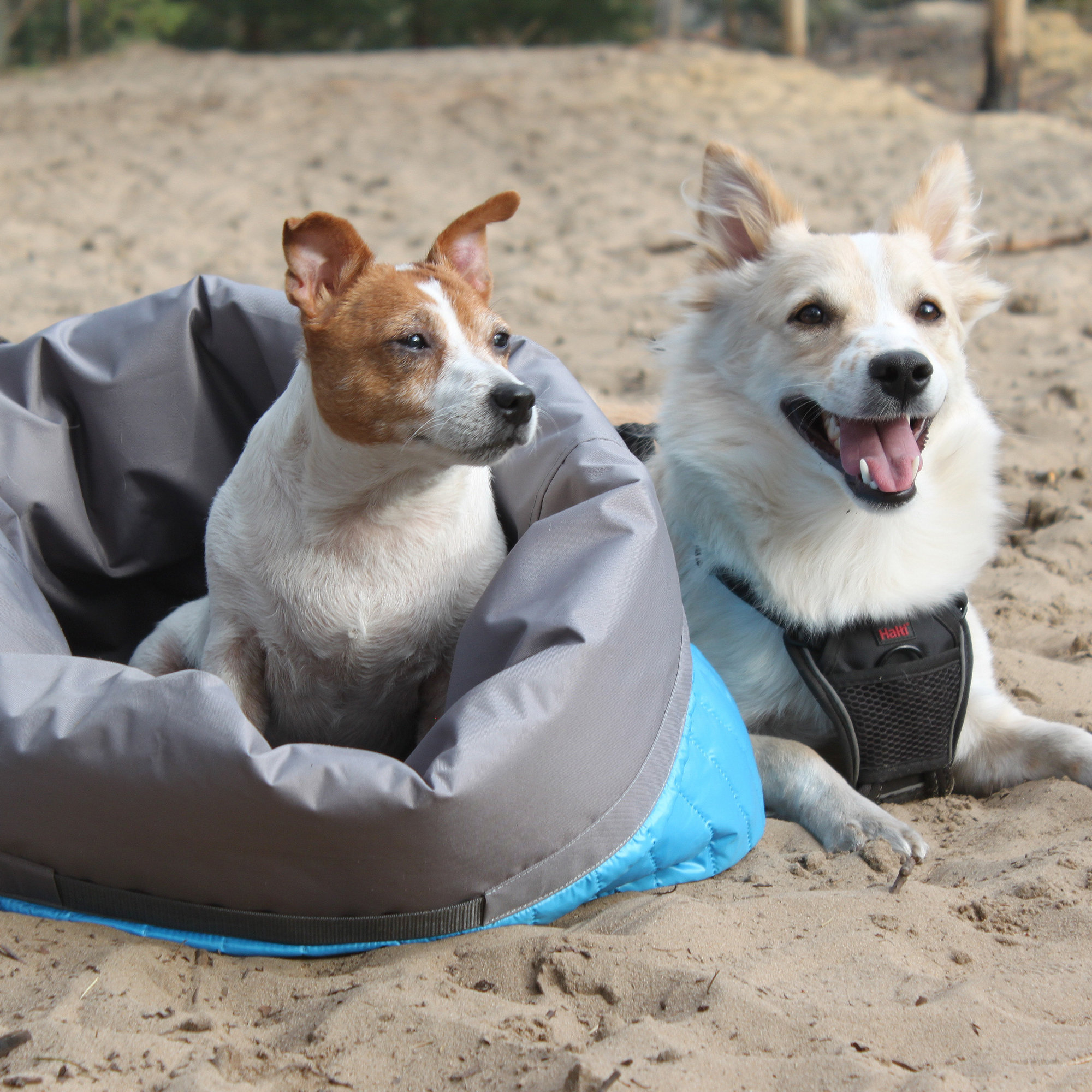 Outdoor Dog Bed - 37x24 Roll-up Travel Bed with Memory Foam and