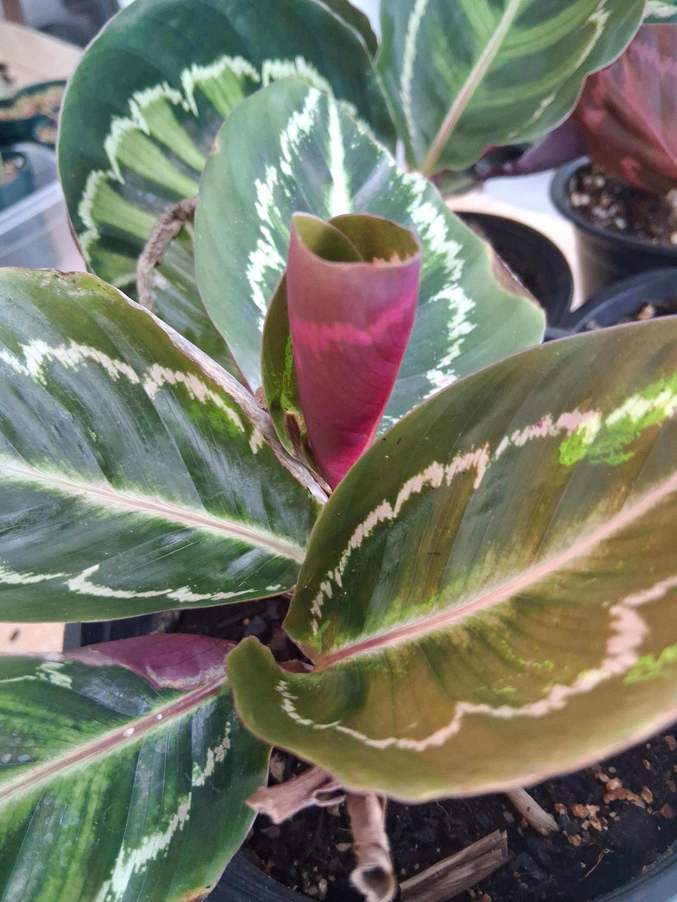 Calathea Roseopicta 'medallion' - Etsy