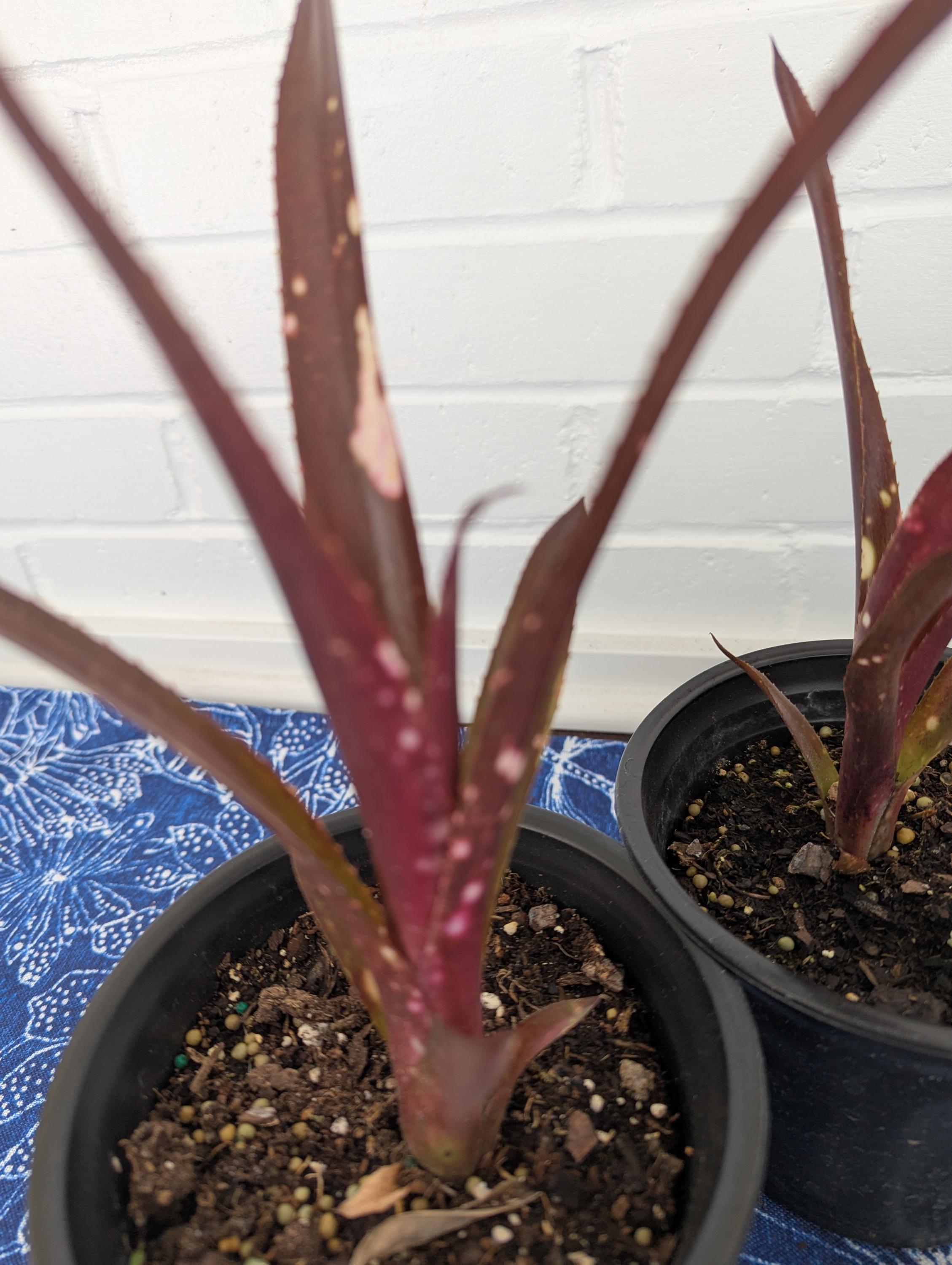 観葉植物 ブロメリア billbergia hallelujah variegated