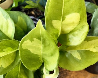 golden pothos Popular Pothos Plants 4-pack: Easy Hanging Vines & Variegated Plants -   Altman Plants