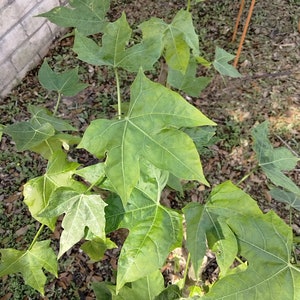 Chaya Cnidoscolus Aconitifolius Chaya, aka 'Mayan Tree Spinach' or 'Mexican Tree Spinach' Edible image 8