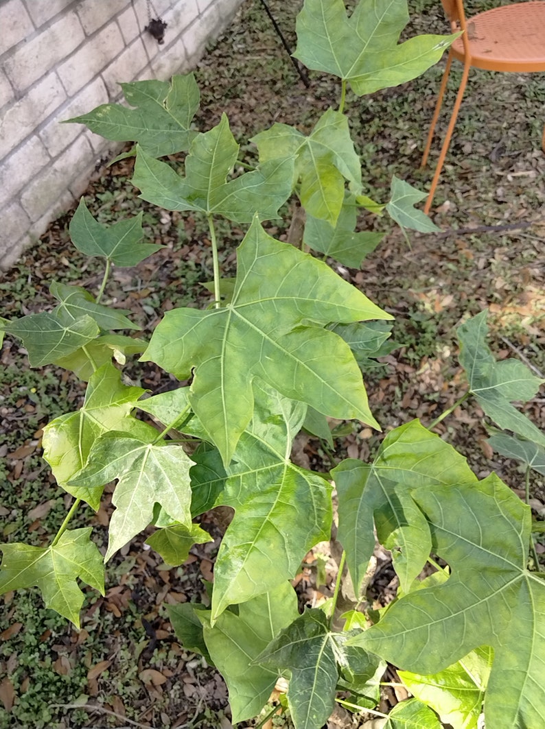 Chaya Cnidoscolus Aconitifolius Chaya, aka 'Mayan Tree Spinach' or 'Mexican Tree Spinach' Edible image 8