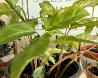 Arrowhead (Syngonium Podophyllum) - Green