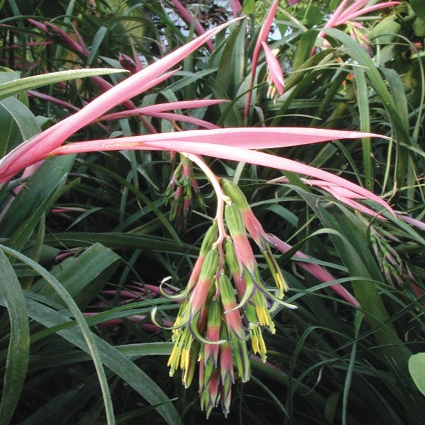 Bromeliad - Queens Tear - Friendship Plant - Billbergia Nutans
