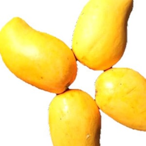 Honey Mango - Ataulfo Mango (Seedling: 10-18&quot;)