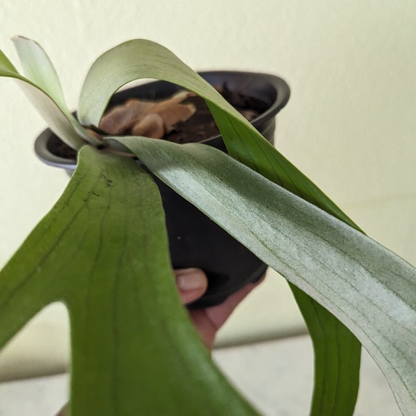 Staghorn Fern - Stag Head Fern (Platycerium Bifurcatum)