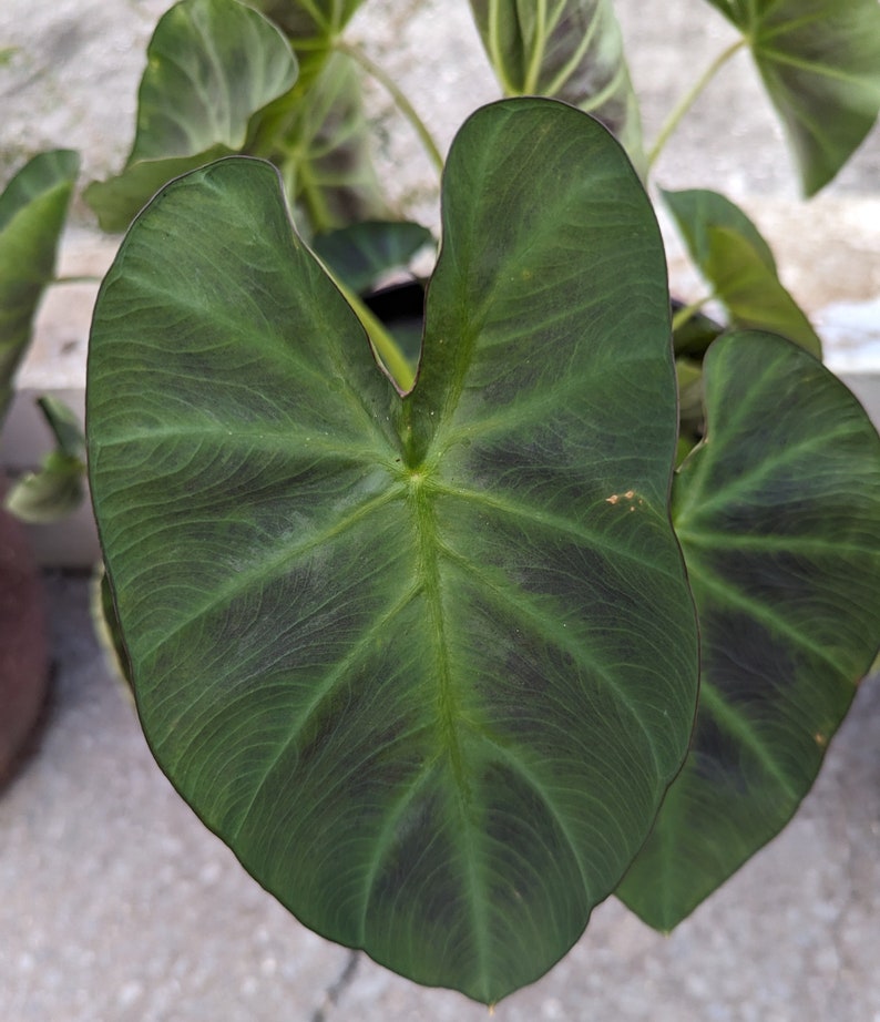 Elephant Ear 'Hawaiian Punch' Colocasia Esculenta Taro image 6