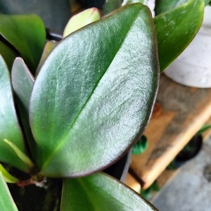 Peperomia Red Margin Clusiifolia Red Margin Red Edged Radiator Plant image 2