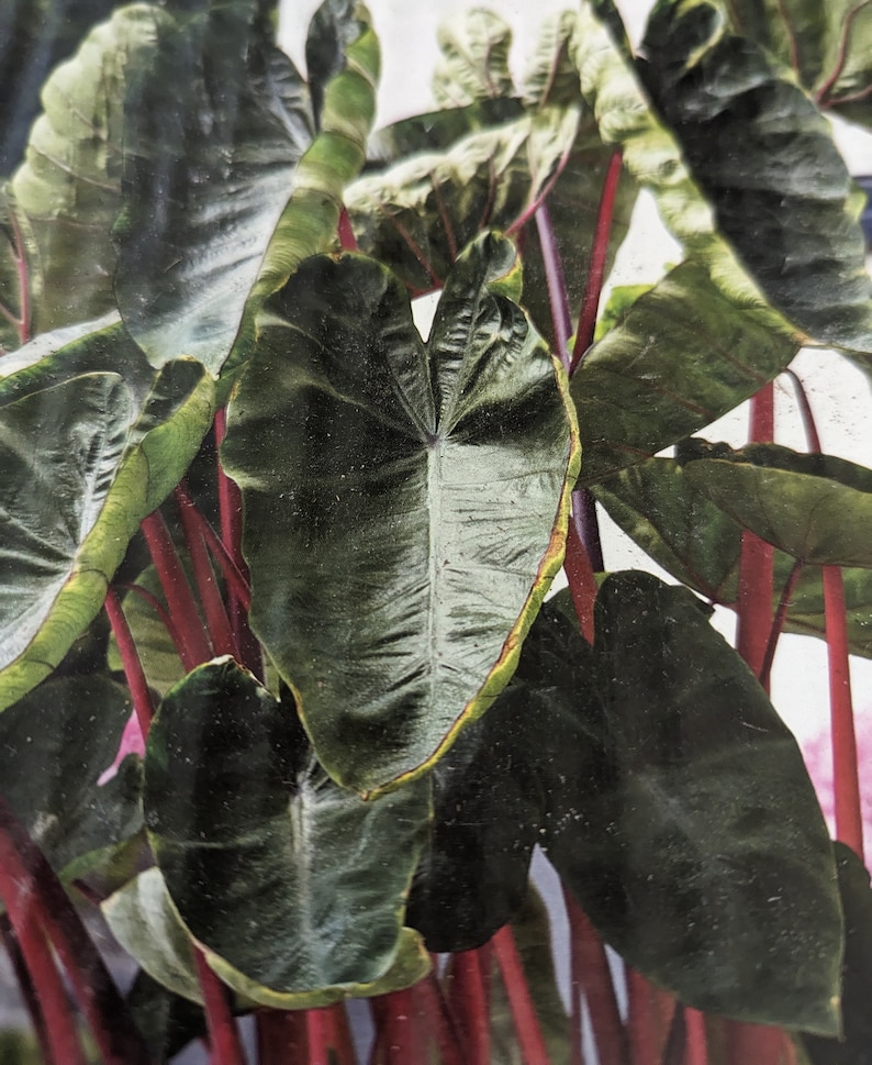 Elephant Ear 'Hawaiian Punch' Colocasia Esculenta Taro image 4