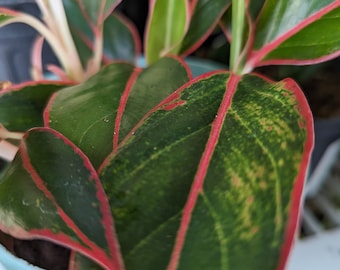 Aglaonema 'Siam Aurora' - Red Aglaonema - Chinese Evergreen