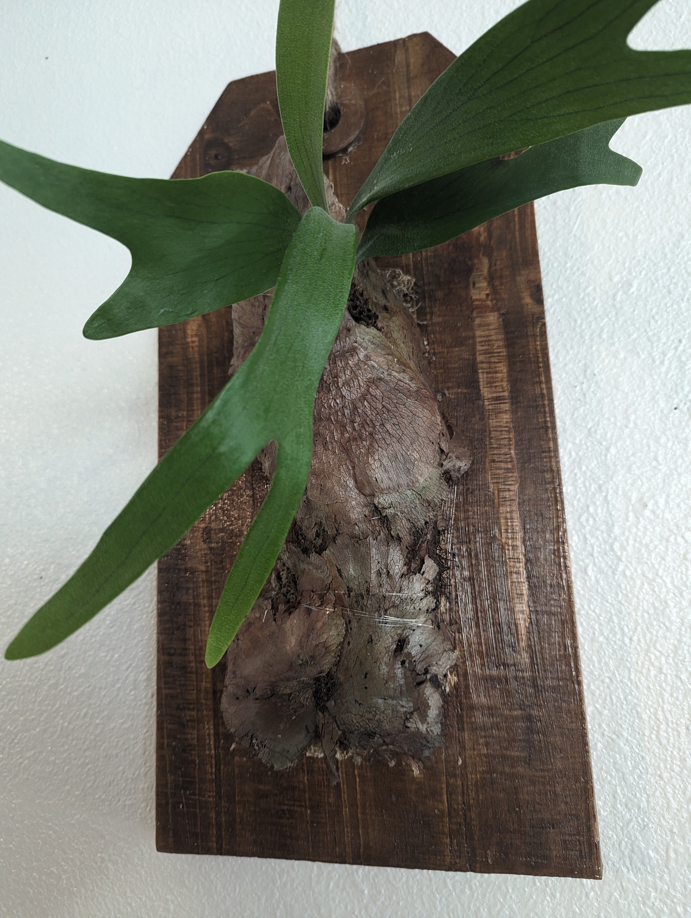 staghorn-fern-stag-head-fern-platycerium-bifurcatum-one-of-a-kind