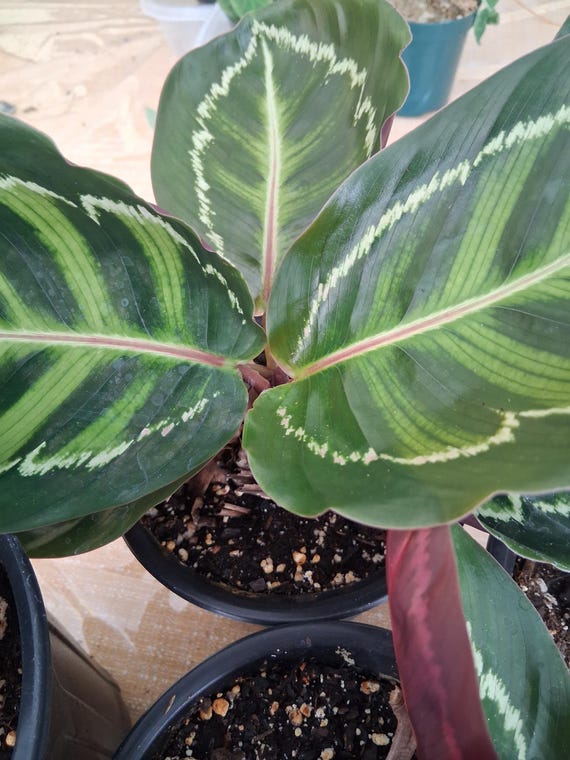 Calathea Roseopicta 'medallion' - Etsy