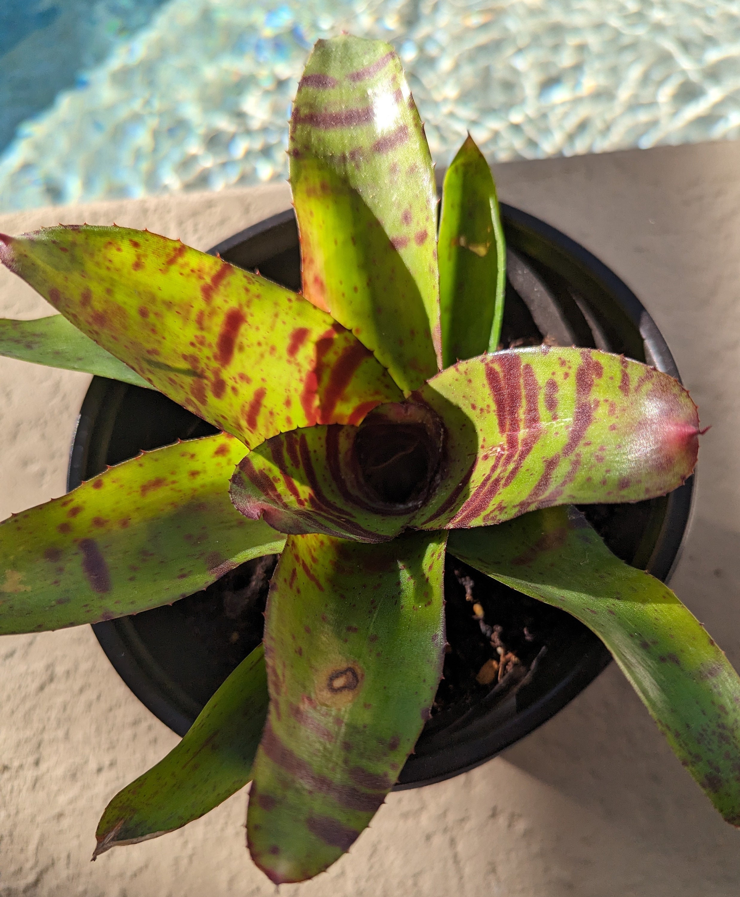 Bromeliad - Hannibal Lecter Neoregelia - Etsy