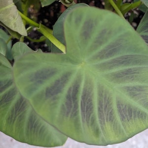 Elephant Ear 'Hawaiian Punch' Colocasia Esculenta Taro image 5