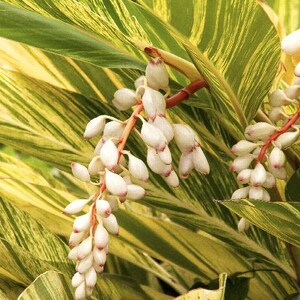 May include: Close-up of a plant with long, striped leaves in shades of green and yellow. White flowers with pink tips are clustered together on a stem.