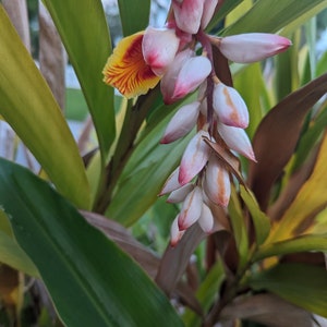 May include: A close-up of a pink and white ginger flower with yellow and red accents. The flower is blooming on a green plant with long leaves.
