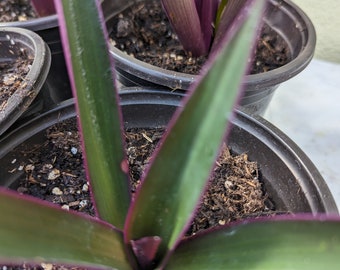 Three (3) Oyster Plant Pups - Moses in the Cradle - Tradescantia Spathacea