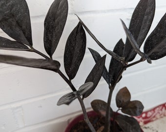 ZZ Plant - Black Raven - Zamioculcas Zamiifolia ‘Raven’