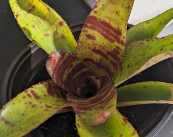 SALE -- Bromeliad - Hannibal Lecter Neoregelia