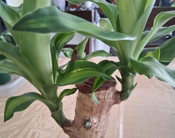 Dracaena Fragrans 'lindenii' - Corn Plant - Etsy