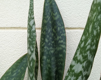 sansevieria bestellen Bogenhanf Sansevieria - Sansevieria futura superba main image 1
