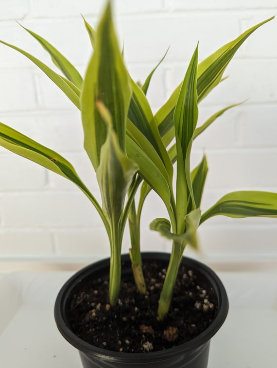 Dracaena Sanderiana - Dracaena Sanderiana Variegata - Variegated Lucky  Bamboo - Etsy