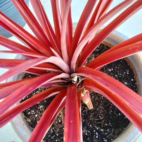 Bromeliad - Ananas Lucida - Red Spineless Pineapple