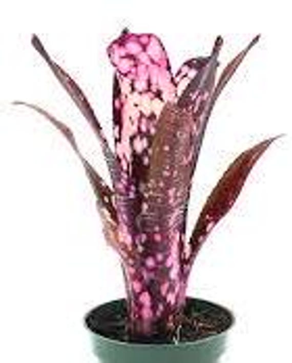 Bromeliad - Billbergia 'hallelujah' - Etsy