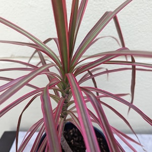 Madagascar Dragon Tree - Dracaena Marginata - Colorama
