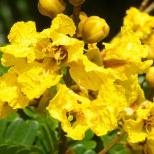 May include: Close-up of bright yellow flowers with green foliage in the background.