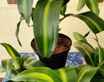 Dracaena Fragrans 'Massangeana' - Corn Plant