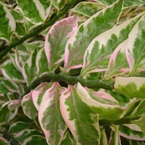 Devil's Backbone Plant Zig-Zag Plant Pedilanthus Tithymaloides image 6