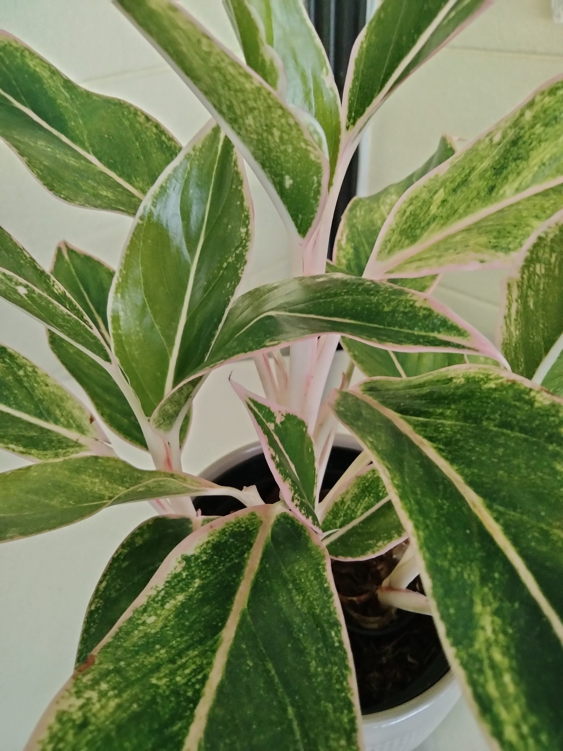 Aglaonema 'siam Pink' - Pink Aglaonema - Chinese Evergreen - Etsy