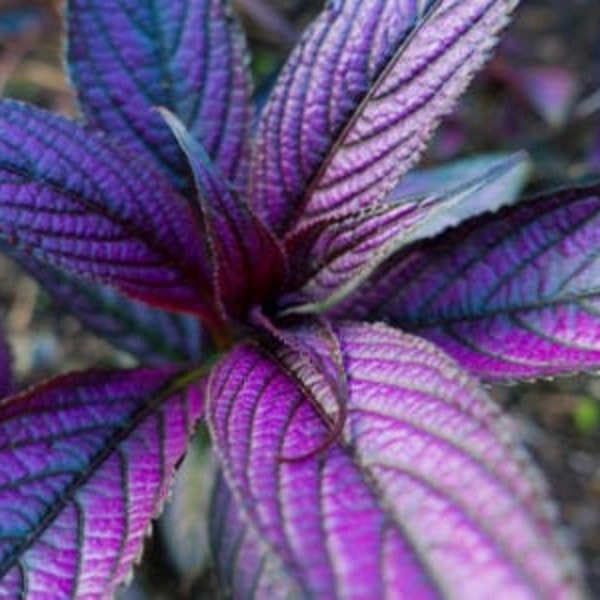 Persian Shield Plant - Strobilanthes Dyerianus