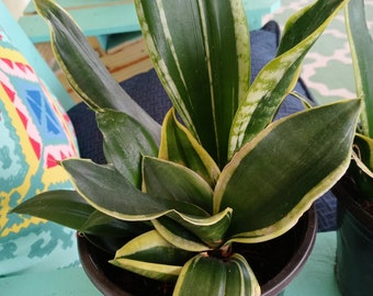 Snake plant - Sansevieria Trifasciata 'Gold Flame' - Dracaena Trifasciata - Mother in Law's Tongue