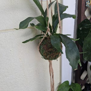 May include: A staghorn fern planted in a spherical moss ball, known as a kokedama, suspended by a natural jute twine hanger. The plant features long, dark green, leathery fronds extending outward from the moss-covered root ball, which is secured by a knotted rope structure.