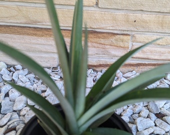 Pineapple Plants - Edible Fruit Bearing (homegrown, fully rooted)