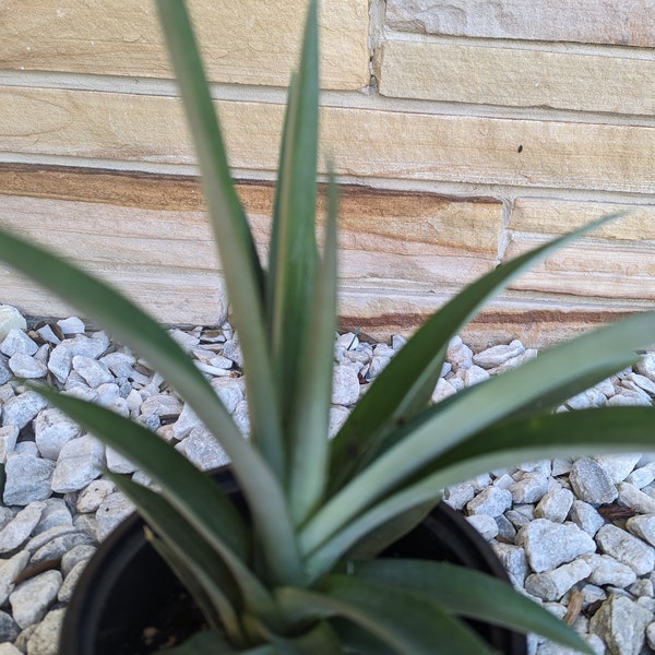 Pineapple Plants - Edible Fruit Bearing (homegrown, fully rooted)