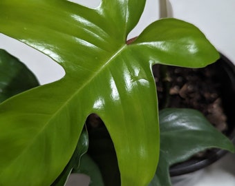 Philodendron Florida Green - Philodendron Squamiferum x Pedatum