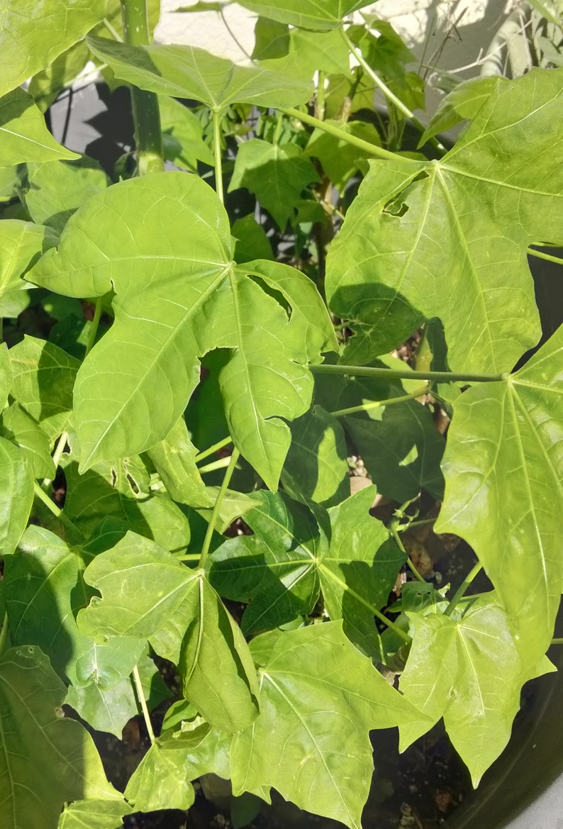 Chaya Cnidoscolus Aconitifolius Chaya, aka 'Mayan Tree Spinach' or 'Mexican Tree Spinach' Edible image 4