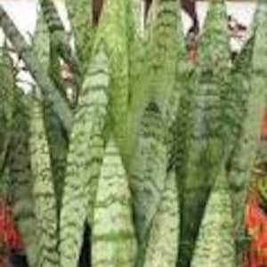 May include: A close-up of a group of green and white striped snake plants. The plants have long, narrow leaves with a light green and white striped pattern.