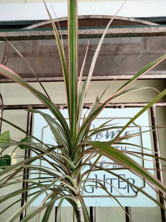 Madagascar Dragon Tree - Dracaena Marginata - Tricolor - Etsy Norway